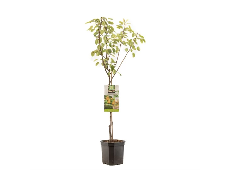 Pyrus comm. Triomphe de Vienne laag.jpg