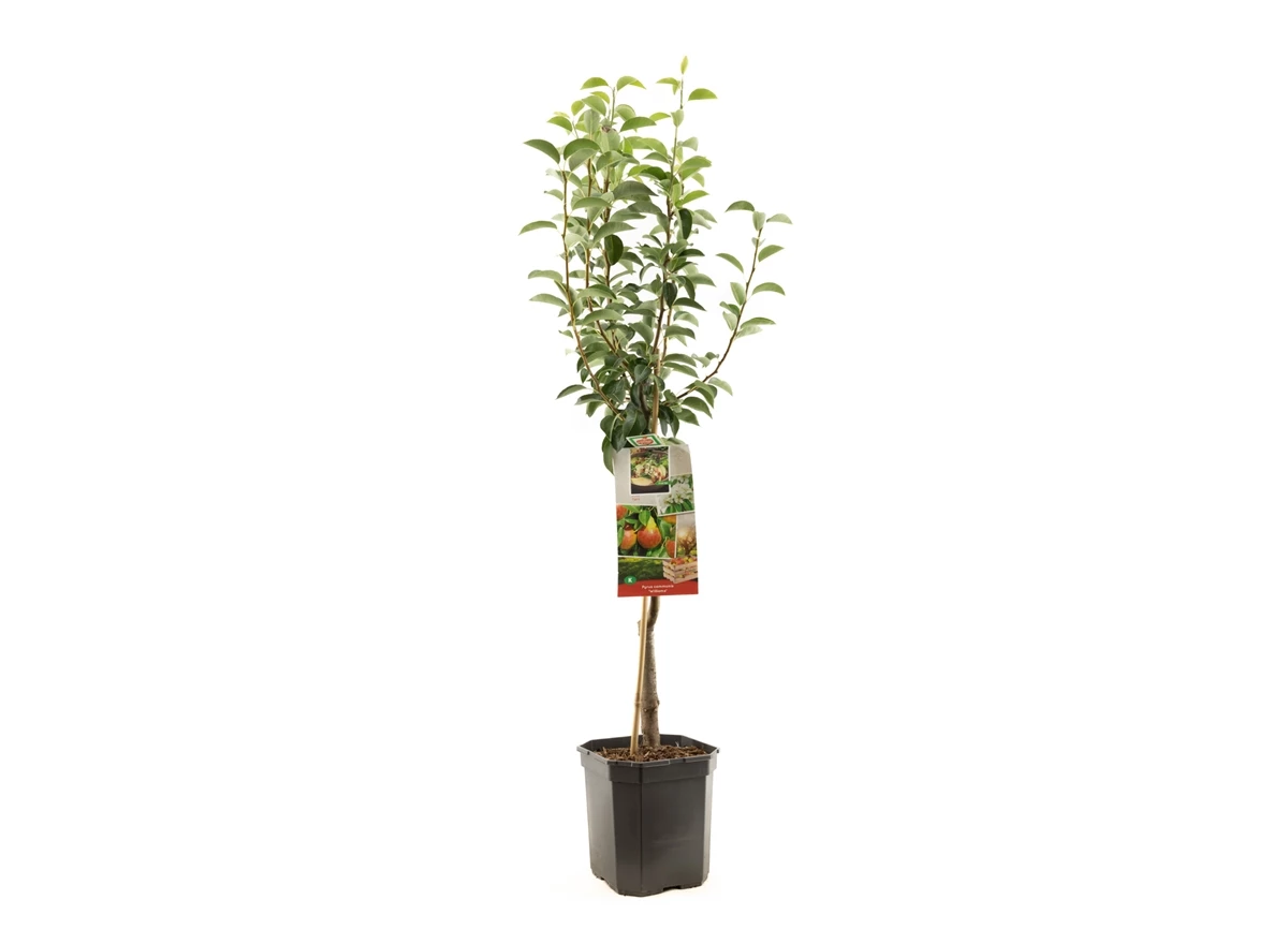 Pyrus comm. Williams laagstam.jpg