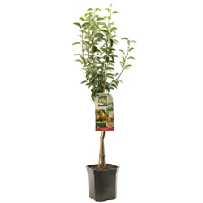 Pyrus comm. Williams laagstam.jpg