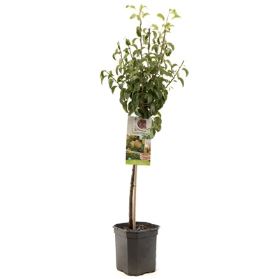 Pyrus comm. Bonne Louise laag.jpg