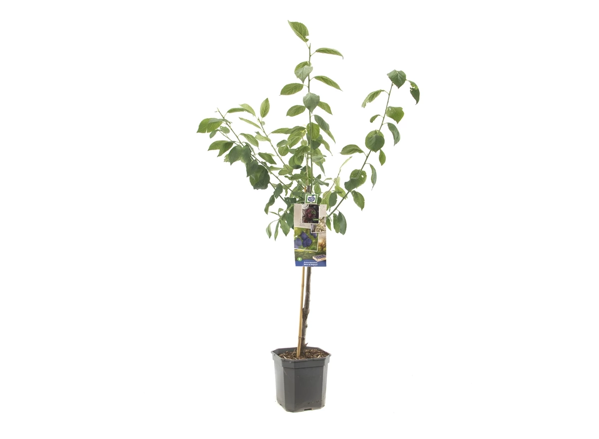 Prunus dom. Bleue de Belgique laag.jpg