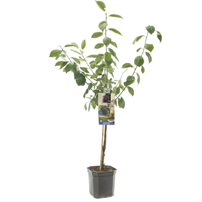 Prunus dom. Bleue de Belgique laag.jpg