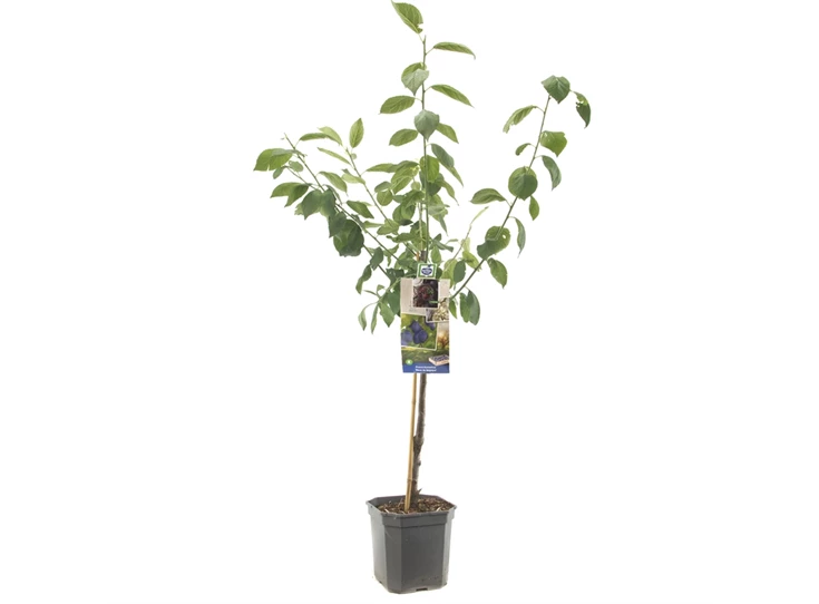 Prunus dom. Bleue de Belgique laag.jpg