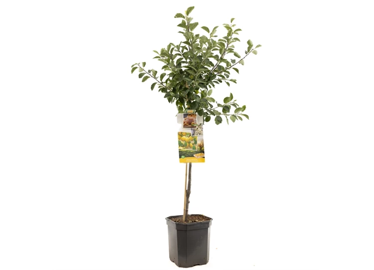 Prunus dom. Mirab. de Nancy laag.jpg