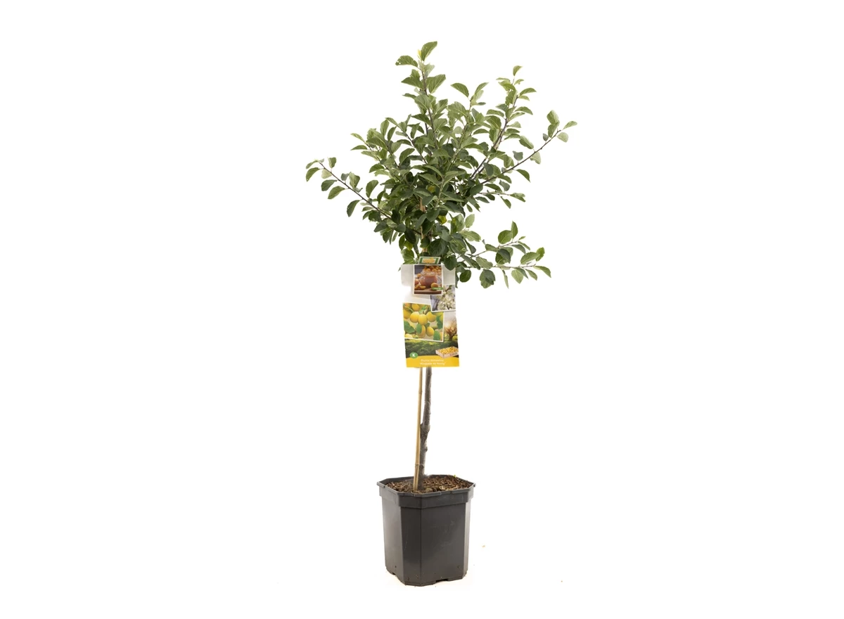 Prunus dom. Mirab. de Nancy laag.jpg
