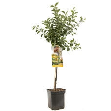 Prunus dom. Mirab. de Nancy laag.jpg