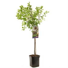 Prunus dom. Opal laagstam.jpg