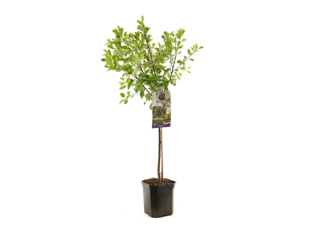 Prunus dom. Opal laagstam.jpg