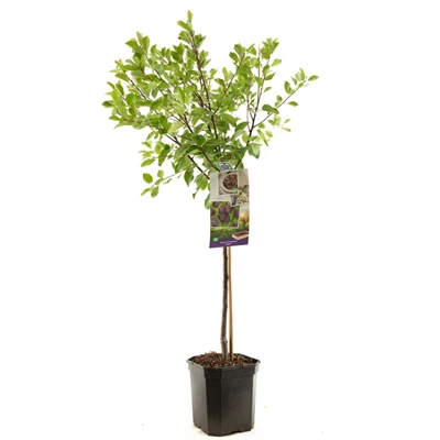 Prunus dom. Opal laagstam.jpg