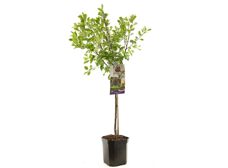 Prunus dom. Opal laagstam.jpg