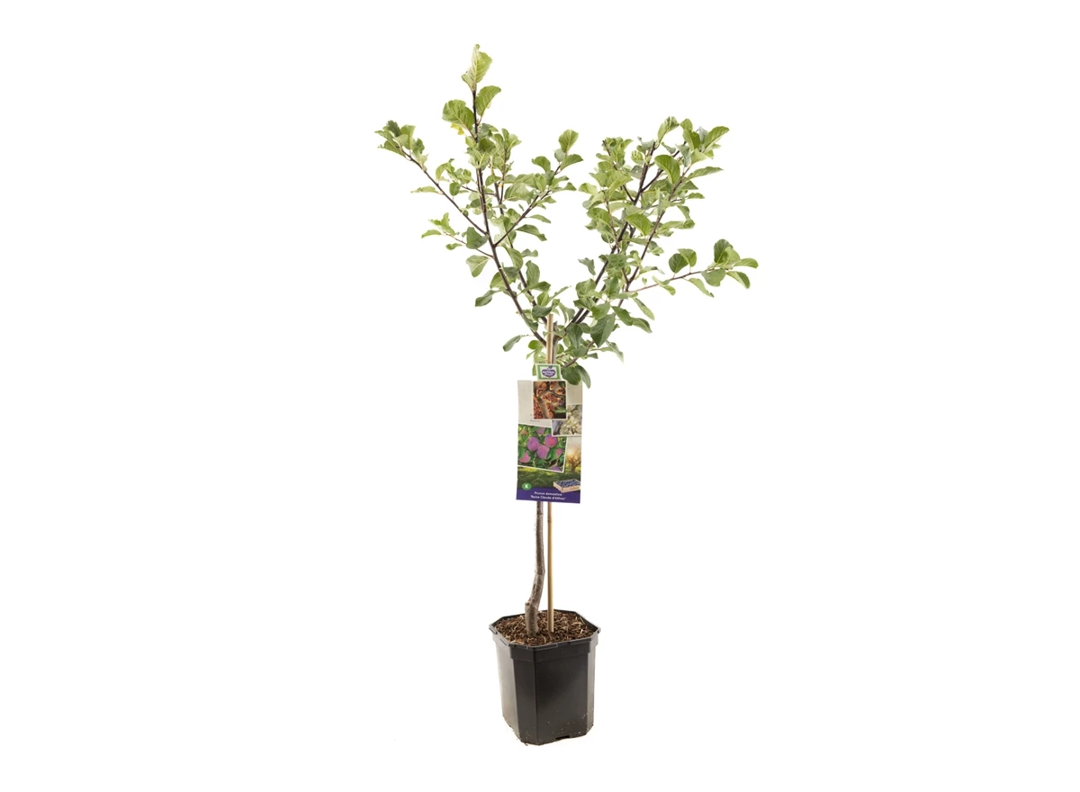 Prunus dom. R-Cl. d'Althan laagstam.jpg