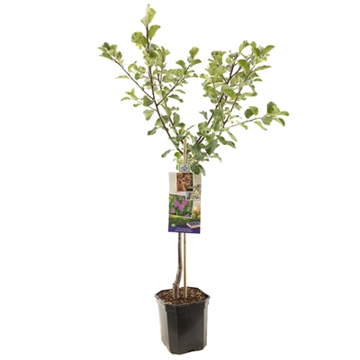 Prunus dom. R-Cl. d'Althan laagstam.jpg
