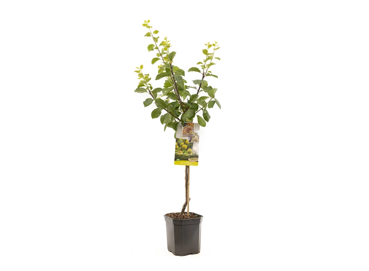 Prunus dom. R-Cl. d'Oullins laag.jpg
