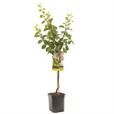 Prunus dom. R-Cl. d'Oullins laag.jpg