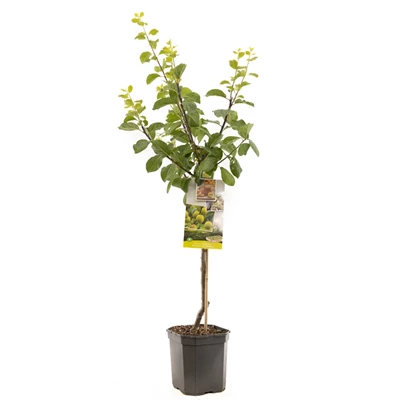 Prunus dom. R-Cl. d'Oullins laag.jpg