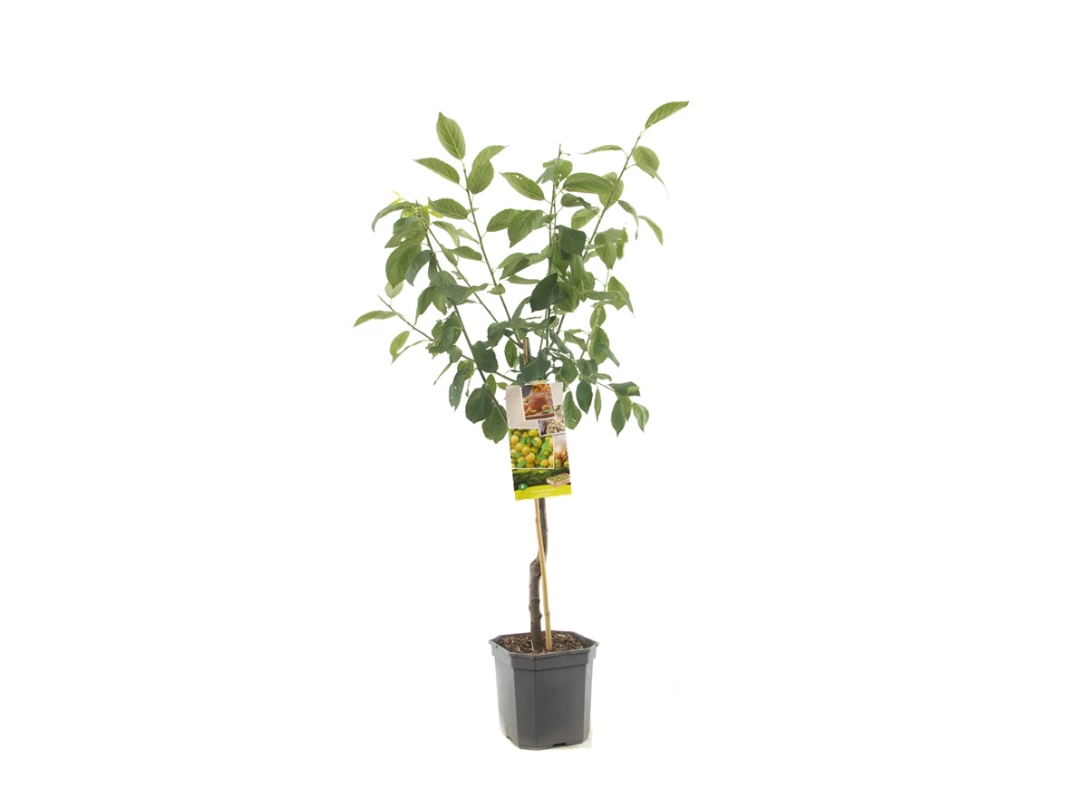 Prunus dom. Ontario laagstam.jpg