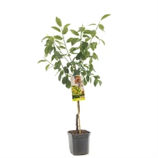 Prunus dom. Ontario laagstam.jpg