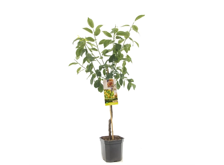 Prunus dom. Ontario laagstam.jpg