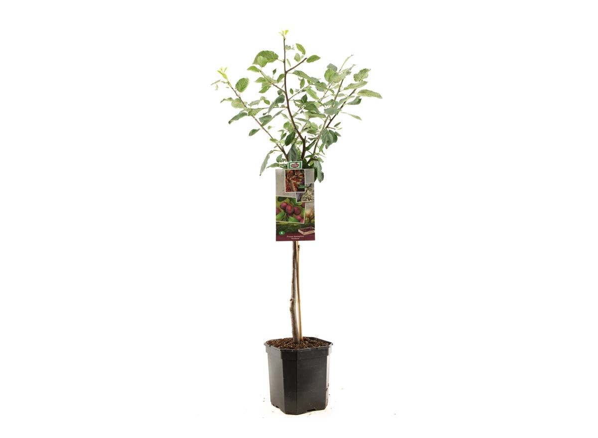 Prunus dom. Victoria laagstam.jpg