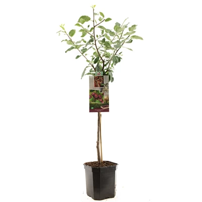 Prunus dom. Victoria laagstam.jpg