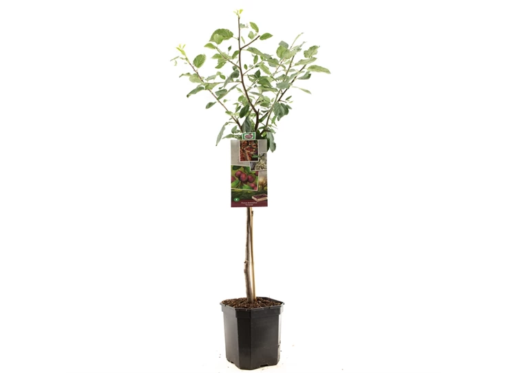 Prunus dom. Victoria laagstam.jpg