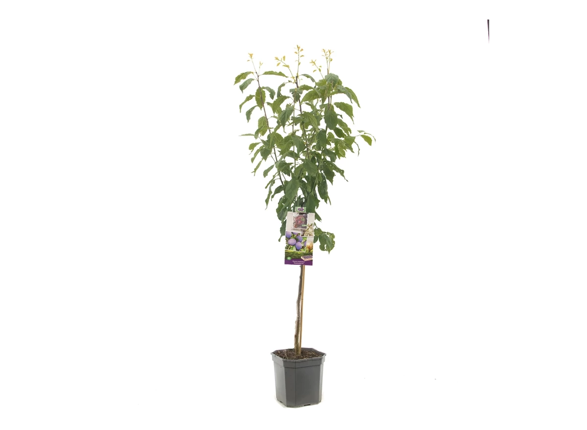 Prunus dom. Hauszwetsche laagstam.jpg