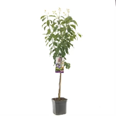 Prunus dom. Hauszwetsche laagstam.jpg