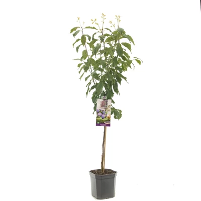 Prunus dom. Hauszwetsche laagstam.jpg