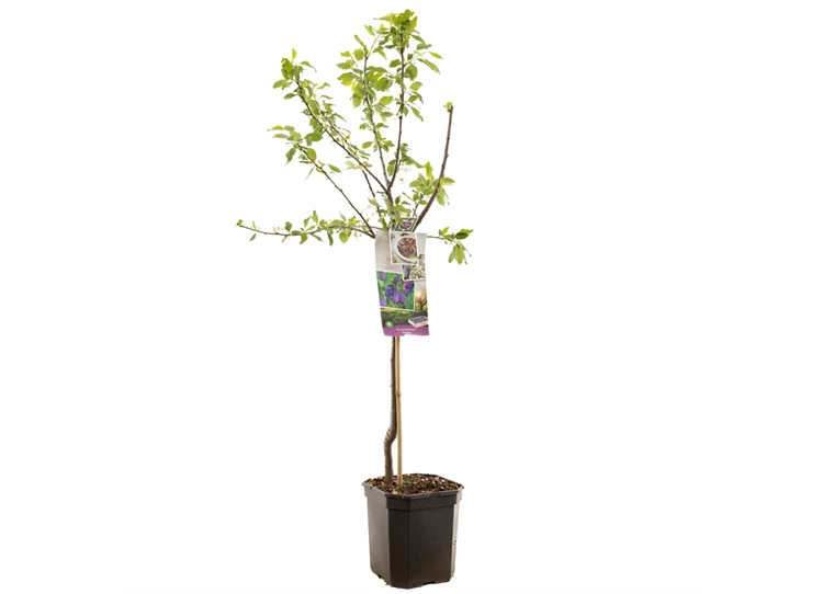 Prunus dom. Stanley laagstam.jpg