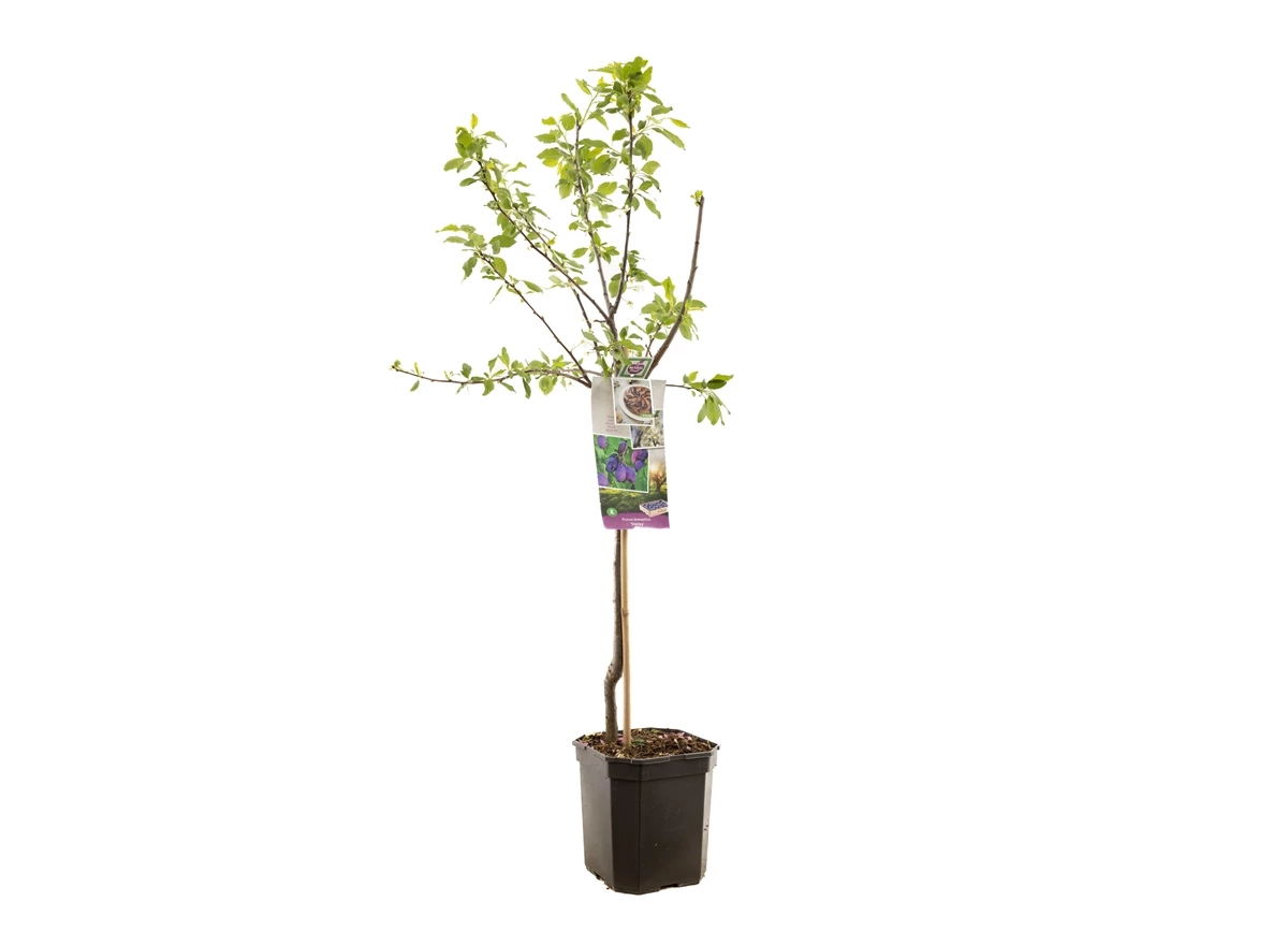 Prunus dom. Stanley laagstam.jpg