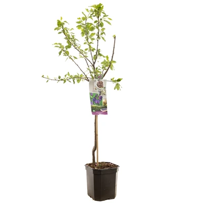 Prunus dom. Stanley laagstam.jpg