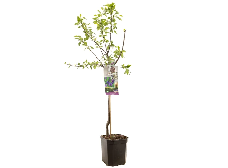 Prunus dom. Stanley laagstam.jpg