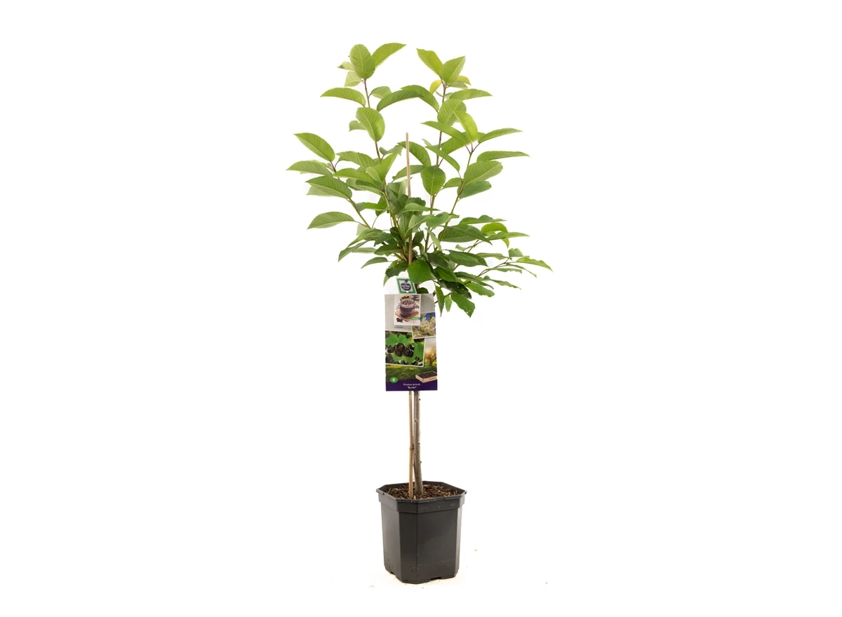Prunus avium Burlat laagstam.jpg