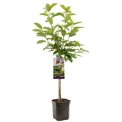Prunus avium Burlat laagstam.jpg