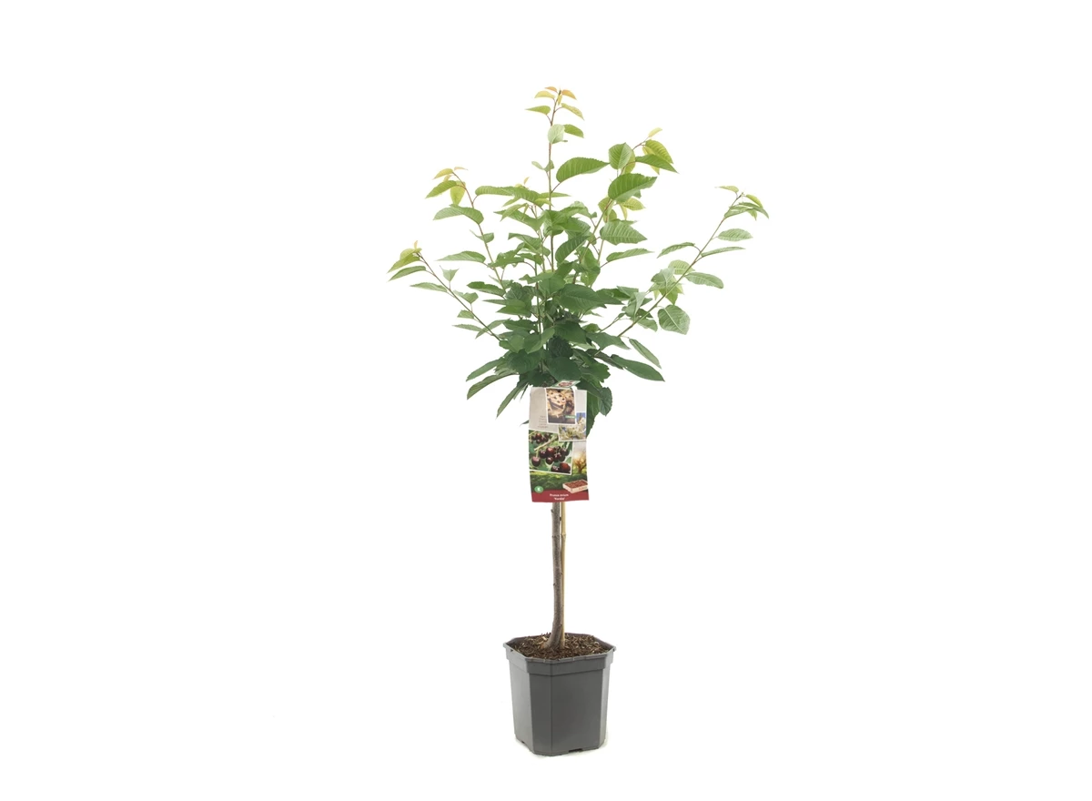 Prunus avium Kordia laagstam.jpg