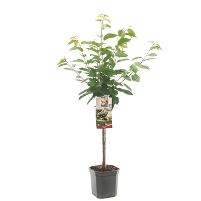 Prunus avium Kordia laagstam.jpg