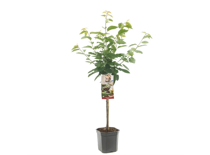 Prunus avium Kordia laagstam.jpg