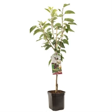 Prunus avium Lapins laagstam.jpg