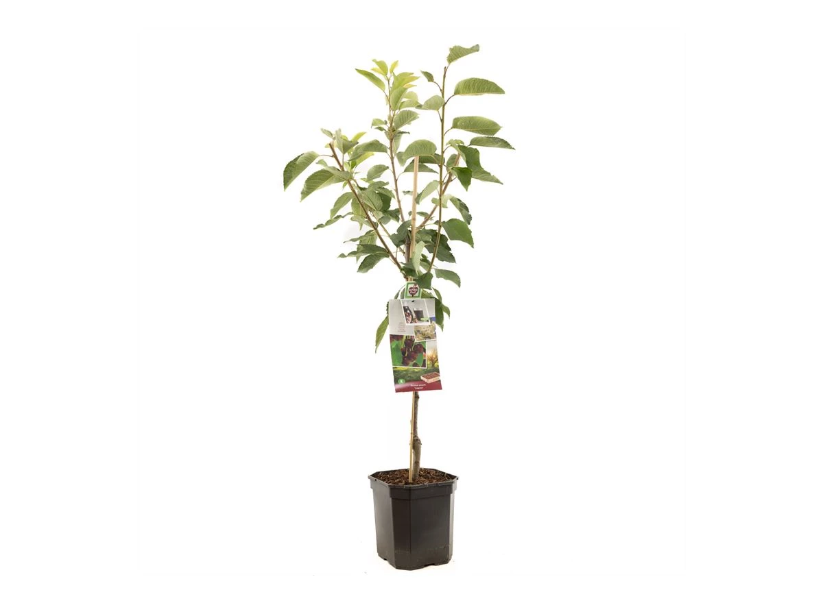 Prunus avium Lapins laagstam.jpg