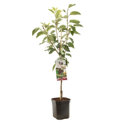 Prunus avium Lapins laagstam.jpg