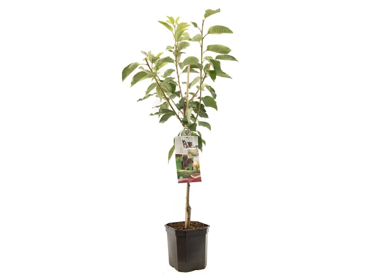 Prunus avium Lapins laagstam.jpg