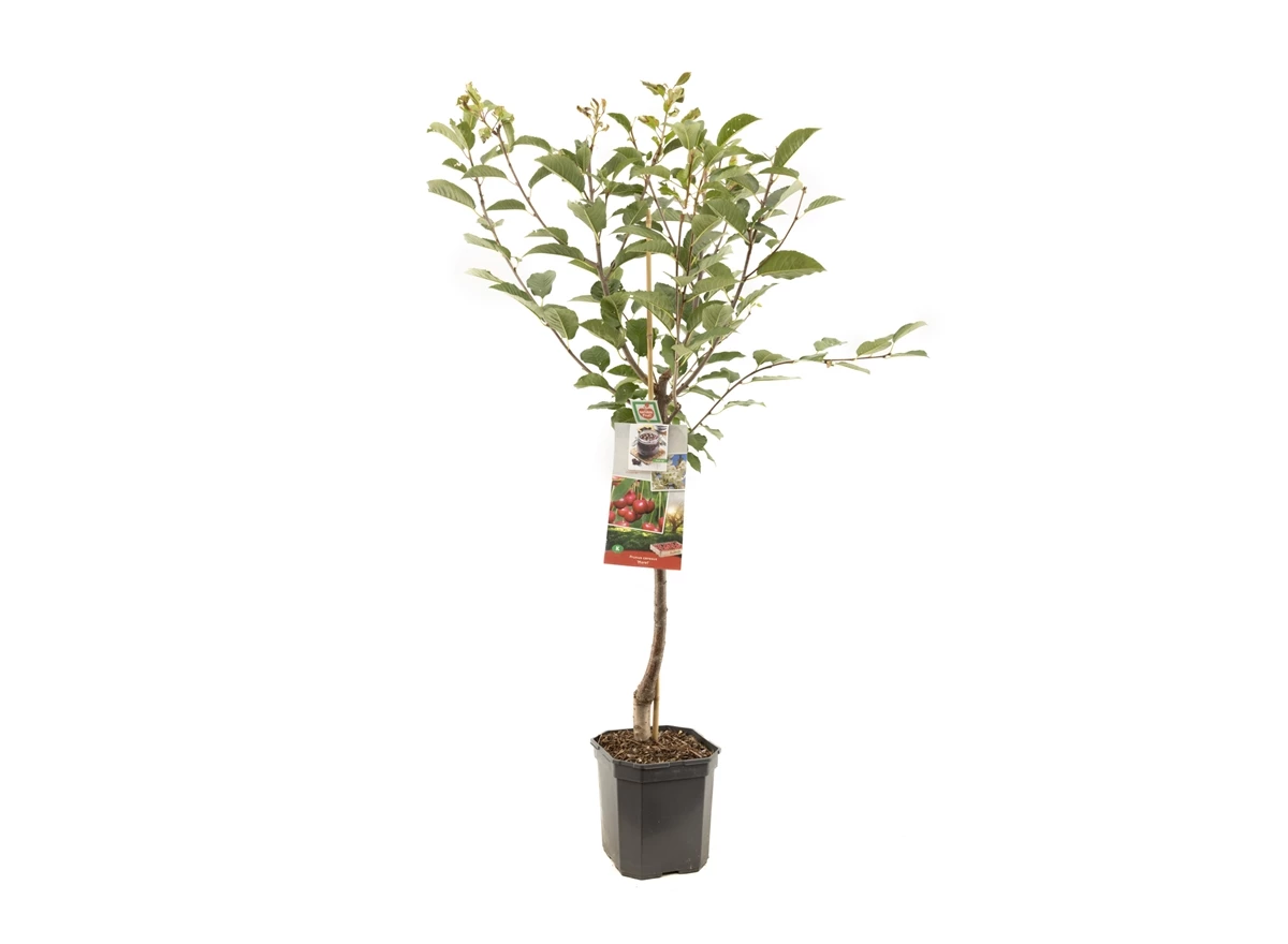 Prunus cerasus Morel laagstam.jpg