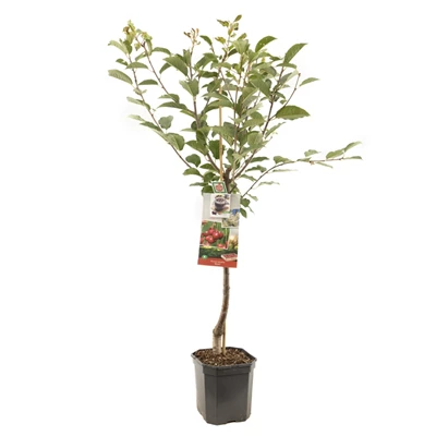 Prunus cerasus Morel laagstam.jpg