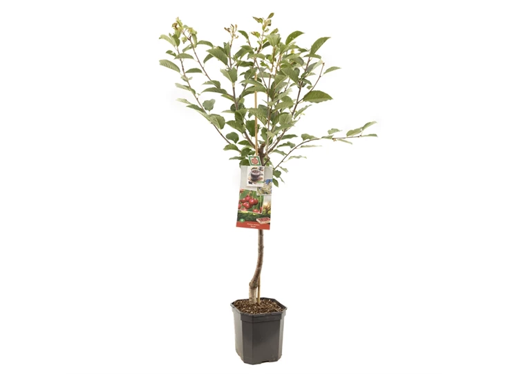 Prunus cerasus Morel laagstam.jpg