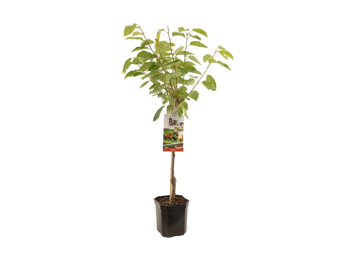 Prunus avium Regina laagstam.jpg