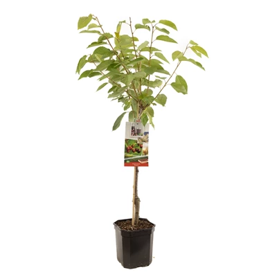Prunus avium Regina laagstam.jpg