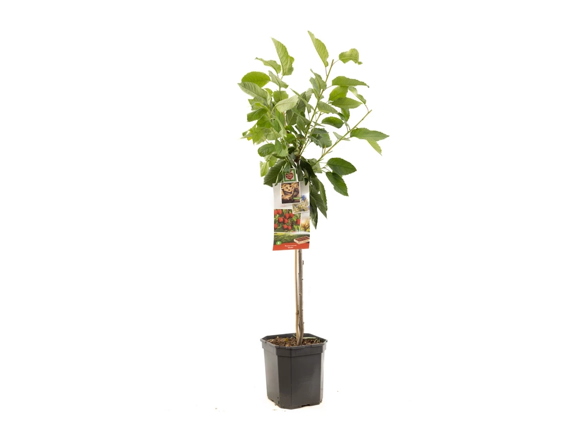 Prunus avium Stella laagstam.jpg