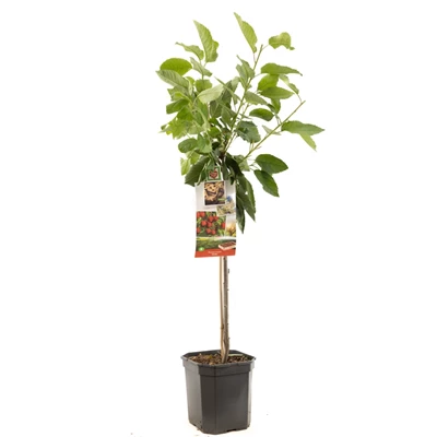 Prunus avium Stella laagstam.jpg