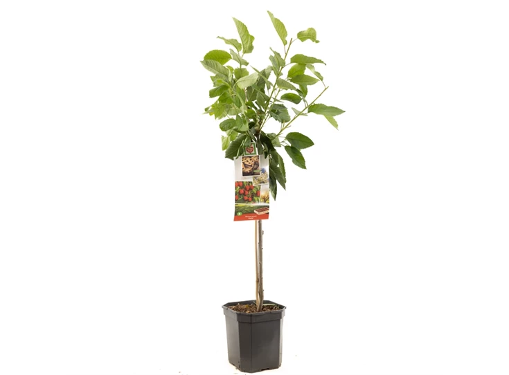 Prunus avium Stella laagstam.jpg