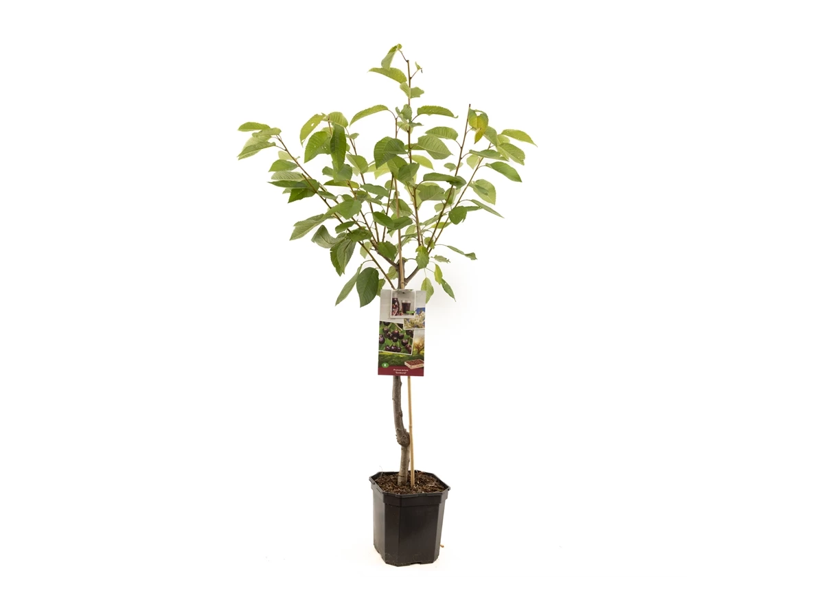 Prunus avium Sunburst laagstam.jpg